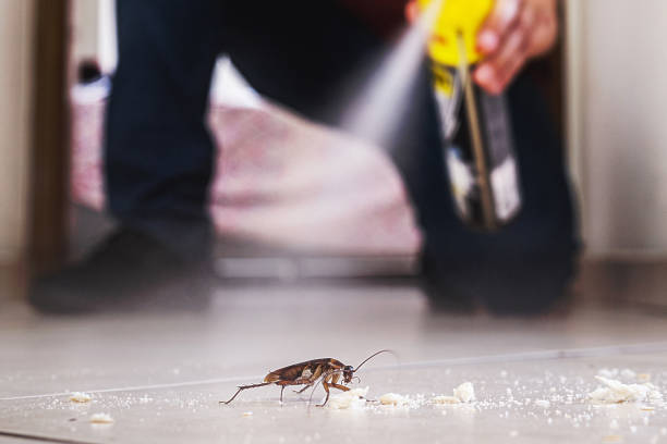 Best Termite Control Services  in Suffolk, VA